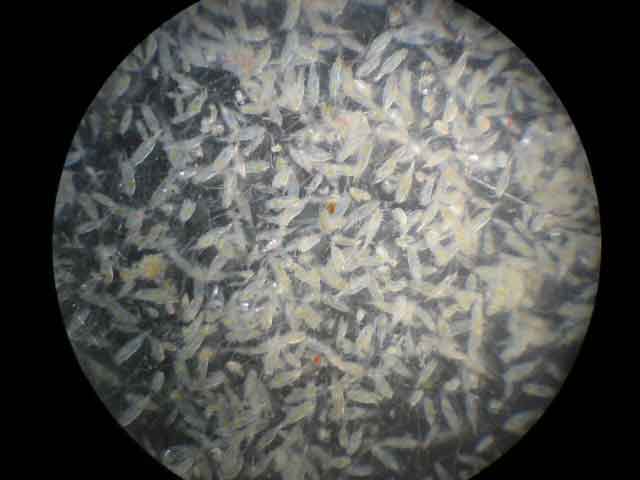 Plankton Sample 3