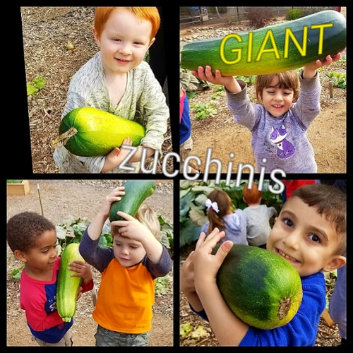 Giant Squash